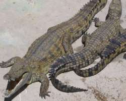It serves as a reproduction land for the hippopotamus, Nile crocodiles, and snakes. It is the largest colony of crocodiles all over the world.